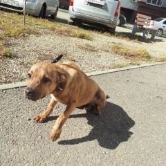 Подробнее об объявлении «Краснодар Найдена собака» Фото: найдена собака  «Краснодар Найдена собака» в г. Краснодар