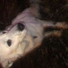 Подробнее об объявлении «Найдена собака, девочка Москва» Фото: найдена собака  «Найдена собака, девочка Москва» в г. Москва