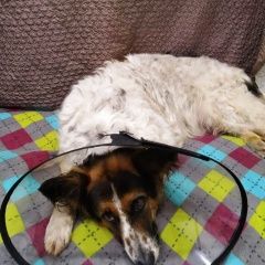 Подробнее об объявлении «Найдена собака Москва» Фото: найдена собака  «Найдена собака Москва» в г. Москва