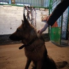 Подробнее об объявлении «Найдена собака молодая девочка немецкой овчарки Москва» Фото: найдена собака Немецкая овчарка «Найдена собака молодая девочка немецкой овчарки...» в г. Москва