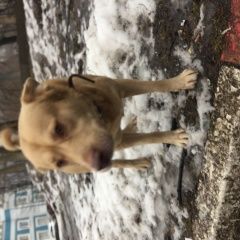 Подробнее об объявлении «Найдена собака кобель Москва» Фото: найдена собака Лабрадор ретривер «Найдена собака кобель Москва» в г. Москва