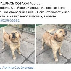 Подробнее об объявлении «Найдена собака кобель Ростов-на-Дону» Фото: найдена собака Лабрадор ретривер «Найдена собака кобель Ростов-на-Дону» в г. Ростов-на-Дону