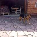 Подробнее об объявлении «Найдена собака кобель немецкая овчарка Иглино» Фото: найдена собака Немецкая овчарка «Найдена собака кобель немецкая овчарка Иглино» в г. Иглино