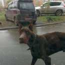 Подробнее об объявлении «Найдена собака кобель Нижний Новгород» Фото: найдена собака  «Найдена собака кобель Нижний Новгород» в г. Нижний Новгород