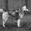 Подробнее об объявлении «Нижний Новгород Найдена собака кобель породы хаски» Фото: найдена собака Сибирская хаски «Нижний Новгород Найдена собака кобель породы хаски» в г. Нижний Новгород