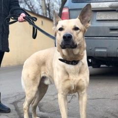 Подробнее об объявлении «Найдена собака кобель Москва» Фото: найдена собака  «Найдена собака кобель Москва» в г. Москва