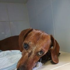 Подробнее об объявлении «Найдена собака кобель такса, окрас рыжий, кобель Химки» Фото: найдена собака Такса «Найдена собака кобель такса, окрас рыжий,...» в г. Химки