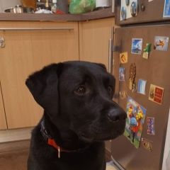 Подробнее об объявлении «Найдена собака кобель Москва» Фото: найдена собака Лабрадор ретривер «Найдена собака кобель Москва» в г. Москва