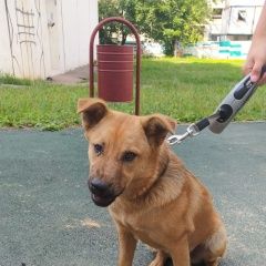 Подробнее об объявлении «Найдена собака Москва» Фото: найдена собака  «Найдена собака Москва» в г. Москва