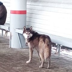 Подробнее об объявлении «Быково (Московская обл.) Найдена собака кобель хаски или маламута, коричневый» Фото: найдена собака Сибирская хаски «Быково (Московская обл.) Найдена собака кобель...» в г. Быково (Московская обл.)