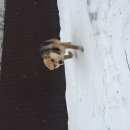 Подробнее об объявлении «Найдена собака кобель Реутов» Фото: найдена собака  «Найдена собака кобель Реутов» в г. Реутов