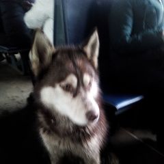 Подробнее об объявлении «Быково (Московская обл.) Найдена собака кобель хаски» Фото: найдена собака Сибирская хаски «Быково (Московская обл.) Найдена собака кобель...» в г. Быково (Московская обл.)