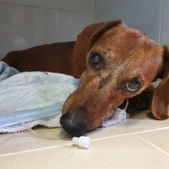 Подробнее об объявлении «Найдена собака кобель Химки» Фото: найдена собака Такса «Найдена собака кобель Химки» в г. Химки