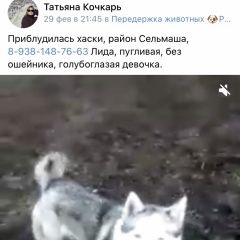 Подробнее об объявлении «Найдена собака Ростов-на-Дону» Фото: найдена собака Сибирская хаски «Найдена собака Ростов-на-Дону» в г. Ростов-на-Дону