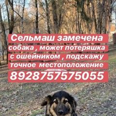 Подробнее об объявлении «Найдена собака Ростов-на-Дону» Фото: найдена собака Немецкая овчарка «Найдена собака Ростов-на-Дону» в г. Ростов-на-Дону