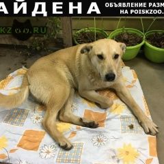 Подробнее об объявлении «Лобня Найдена собака кобель п. некрасовский, катуар» Фото: найдена собака  «Лобня Найдена собака кобель п. некрасовский,...» в г. Лобня