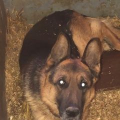 Подробнее об объявлении «Найдена собака кобель немецкой овчарки Троицк» Фото: найдена собака Немецкая овчарка «Найдена собака кобель немецкой овчарки Троицк» в г. Троицк