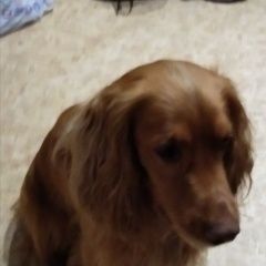 Подробнее об объявлении «Найдена собака кобель Кемерово» Фото: найдена собака Английский кокер-спаниель «Найдена собака кобель Кемерово» в г. Кемерово