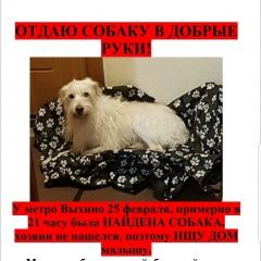 Подробнее об объявлении «Найдена собака Москва» Фото: найдена собака  «Найдена собака Москва» в г. Москва
