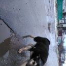 Подробнее об объявлении «Найдена собака щенок овчарка Егорьевск» Фото: найдена собака Восточно-европейская овчарка «Найдена собака щенок овчарка Егорьевск» в г. Егорьевск