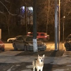 Подробнее об объявлении «Найдена собака Москва» Фото: найдена собака  «Найдена собака Москва» в г. Москва