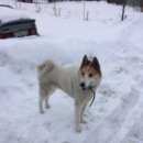 Подробнее об объявлении «Найдена собака кобель лайка Дмитров» Фото: найдена собака Западно-сибирская лайка «Найдена собака кобель лайка Дмитров» в г. Дмитров