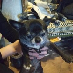 Подробнее об объявлении «Найдена собака кобель крылатское 3 марта Москва» Фото: найдена собака  «Найдена собака кобель крылатское 3 марта Москва» в г. Москва