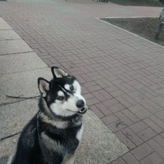 Подробнее об объявлении «Воронеж Найдена собака кобель» Фото: найдена собака  «Воронеж Найдена собака кобель» в г. Воронеж