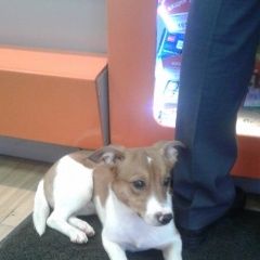 Подробнее об объявлении «Найдена собака кобель Кемерово» Фото: найдена собака  «Найдена собака кобель Кемерово» в г. Кемерово