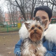 Подробнее об объявлении «Найдена собака Москва» Фото: найдена собака Йоркширский терьер «Найдена собака Москва» в г. Москва