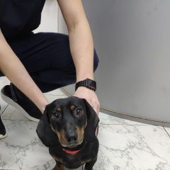 Подробнее об объявлении «Найдена собака кобель Москва» Фото: найдена собака Такса «Найдена собака кобель Москва» в г. Москва