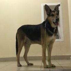 Подробнее об объявлении «Найдена собака кобель юао, кобель Москва» Фото: найдена собака  «Найдена собака кобель юао, кобель Москва» в г. Москва