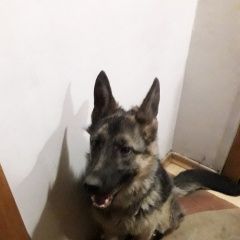Подробнее об объявлении «Чита Найдена собака овчарка» Фото: найдена собака Немецкая овчарка «Чита Найдена собака овчарка» в г. Чита