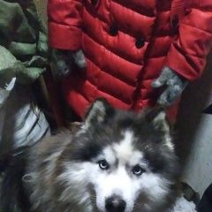 Подробнее об объявлении «Найдена собака кобель похож на хаски Новосибирск» Фото: найдена собака  «Найдена собака кобель похож на хаски Новосибирск» в г. Новосибирск