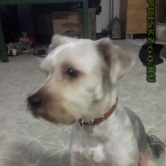 Подробнее об объявлении «Найдена собака кобель район отрадное Москва» Фото: найдена собака Йоркширский терьер «Найдена собака кобель район отрадное Москва» в г. Москва