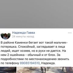 Подробнее об объявлении «Найдена собака кобель Ростов-на-Дону» Фото: найдена собака  «Найдена собака кобель Ростов-на-Дону» в г. Ростов-на-Дону