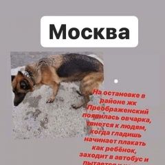 Подробнее об объявлении «Найдена собака овчарка на преображенке Москва» Фото: найдена собака  «Найдена собака овчарка на преображенке Москва» в г. Москва