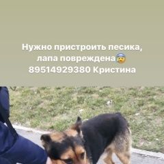 Подробнее об объявлении «Найдена собака кобель Ростов-на-Дону» Фото: найдена собака Немецкая овчарка «Найдена собака кобель Ростов-на-Дону» в г. Ростов-на-Дону