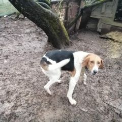 Подробнее об объявлении «Найдена собака кобель ищу хозяина Смоленск» Фото: найдена собака Гончая «Найдена собака кобель ищу хозяина Смоленск» в г. Смоленск