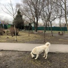 Подробнее об объявлении «Найдена собака кобель бегает собака с ошейником Москва» Фото: найдена собака  «Найдена собака кобель бегает собака с ошейником...» в г. Москва