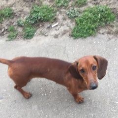 Подробнее об объявлении «Краснодар Найдена собака такса» Фото: найдена собака Такса «Краснодар Найдена собака такса» в г. Краснодар