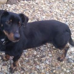 Подробнее об объявлении «Найдена собака кобель такса (метис) Дмитров» Фото: найдена собака Такса «Найдена собака кобель такса (метис) Дмитров» в г. Дмитров