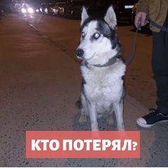 Подробнее об объявлении «Найдена собака Ростов-на-Дону» Фото: найдена собака Сибирская хаски «Найдена собака Ростов-на-Дону» в г. Ростов-на-Дону