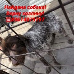 Подробнее об объявлении «Найдена собака Новочеркасск» Фото: найдена собака Дратхаар «Найдена собака Новочеркасск» в г. Новочеркасск