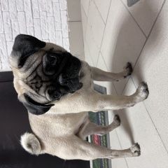 Подробнее об объявлении «Омск Найдена собака кобель» Фото: найдена собака Мопс «Омск Найдена собака кобель» в г. Омск