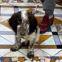 Подробнее об объявлении «Найдена собака спаниель совхоз имени ленина Москва» Фото: найдена собака Русский охотничий спаниель «Найдена собака спаниель совхоз имени ленина Москва» в г. Москва