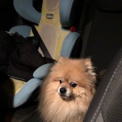 Подробнее об объявлении «Найдена собака кобель шпиц кобель деревня дарьино Москва» Фото: найдена собака Японский шпиц «Найдена собака кобель шпиц кобель деревня...» в г. Москва