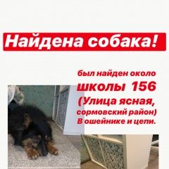 Подробнее об объявлении «Найдена собака кобель около школы 156 сормовского района Нижний Новгород» Фото: найдена собака  «Найдена собака кобель около школы 156...» в г. Нижний Новгород