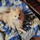 Подробнее об объявлении «Найдена собака кобель Череповец» Фото: найдена собака  «Найдена собака кобель Череповец» в г. Череповец