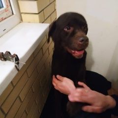 Подробнее об объявлении «Найдена собака кобель лабрадор ретривер Троицк» Фото: найдена собака Лабрадор ретривер «Найдена собака кобель лабрадор ретривер Троицк» в г. Троицк